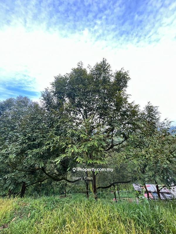 Agricultural Land for Sale in Bandar Tras, Raub by Harry Chin - iProperty.com.my