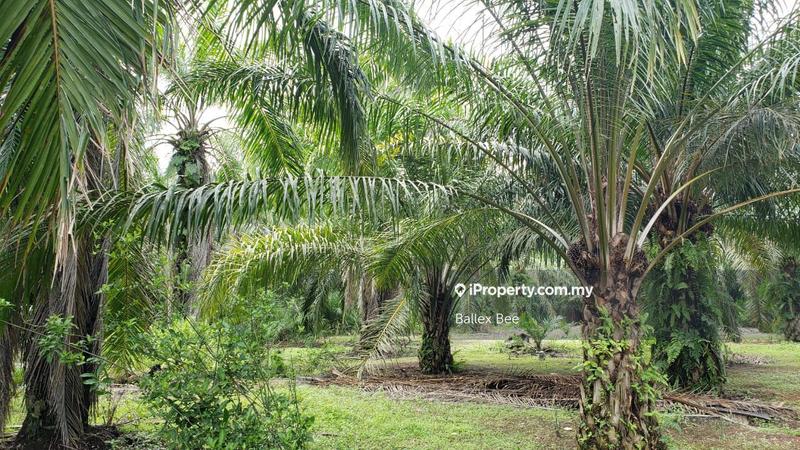 Tanah Pertanian untuk Dijual di Kapar, Klang oleh Ballex Bee - iProperty.com.my