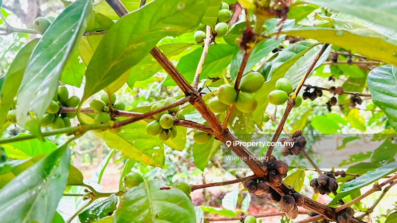 Agricultural Land for Sale in Road Side Bukit Lintang Ayer Molek Jasin, Ayer Molek by Winnie Phang - iProperty.com.my