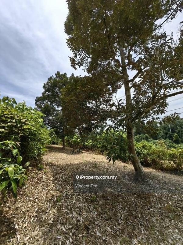 Agricultural Land for Sale in Bandar Lipis, Kuala Lipis by Vincent Tee - iProperty.com.my