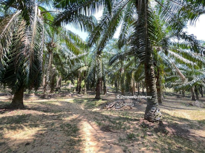 Agricultural Land for Sale in Ayer Paabas, Alor Gajah by Kok Kheng - iProperty.com.my