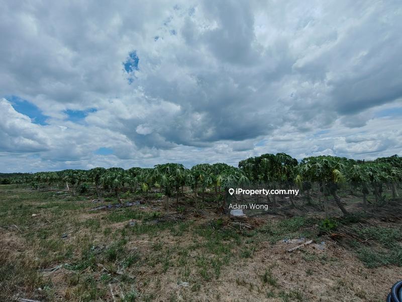 Agricultural Land for Sale in Pokok Sena, Pokok Sena by Adam Wong - iProperty.com.my