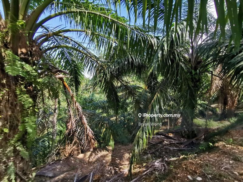 Agricultural Land for Sale in Penjom, Kuala Lipis Agriculture Land, Pahang, Raub by Bryan Wong - iProperty.com.my