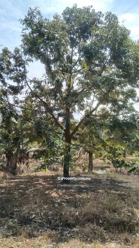 Agricultural Land for Sale in Bandar Raub Perdana, Raub by Christine Loo - iProperty.com.my