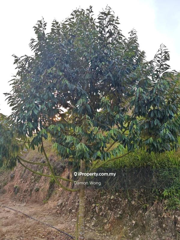 Tanah Pertanian untuk Dijual di Kampung Sungai Muntoh, Titi oleh Damon Wong - iProperty.com.my