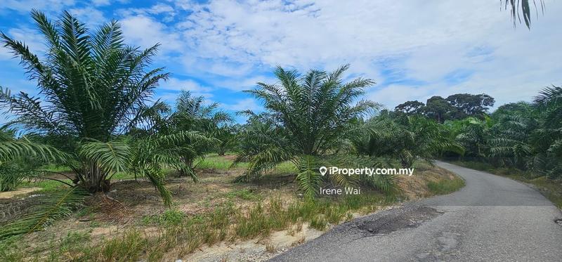 For Sale - Roadside palm oil land @ Kampung Ulu Bekor Manong Perak