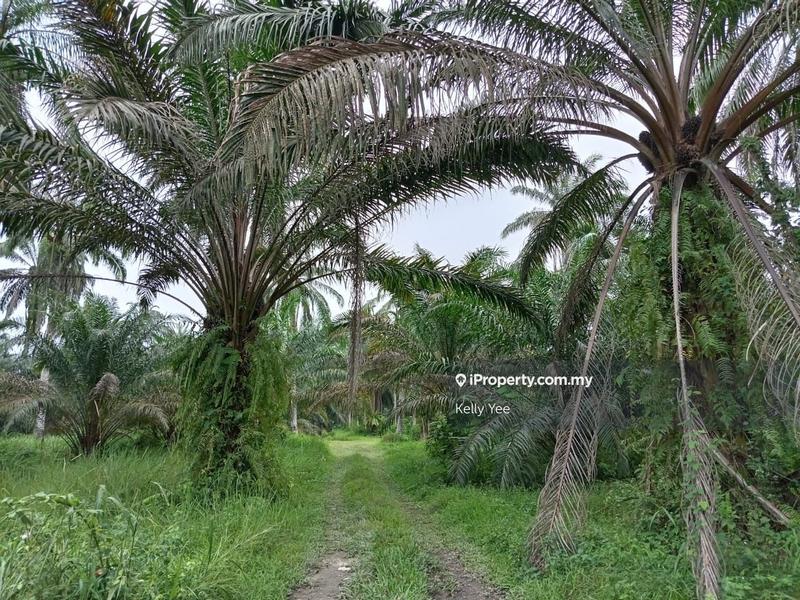 Tanah Kediaman untuk Dijual di Sungai Jawi, Penang oleh Kelly Yee - iProperty.com.my