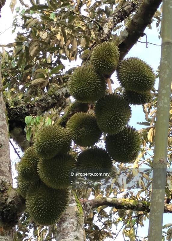 Agricultural Land for Sale in Ulu Slim, Slim River by Clemence Ngew - iProperty.com.my