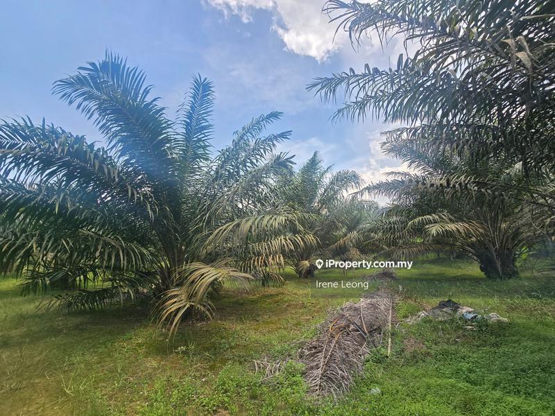 Agricultural Land for Sale in Sg Pertak, Karak by Irene Leong - iProperty.com.my