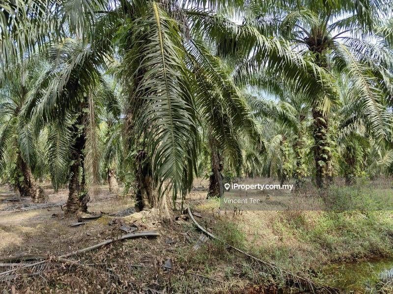 Agricultural Land for Sale in Kampung Tiram Buruk, Tanjong Karang by Vincent Tee - iProperty.com.my