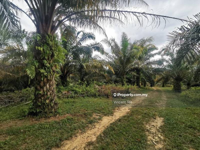 For Sale - 18.38 Acres Oil Palm Agriculture Land Rasa Batang Kali