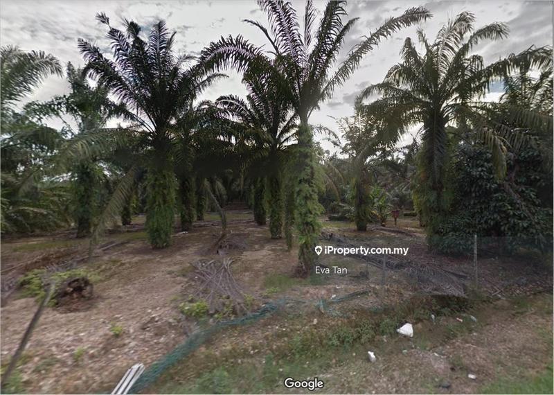 For Sale - Pekan Nanas Agriculture Land