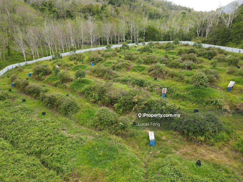 Agricultural Land for Sale in Gerik Perak 5acres Musang King Durian Orchard Land, Gerik by Lucas Fong - iProperty.com.my