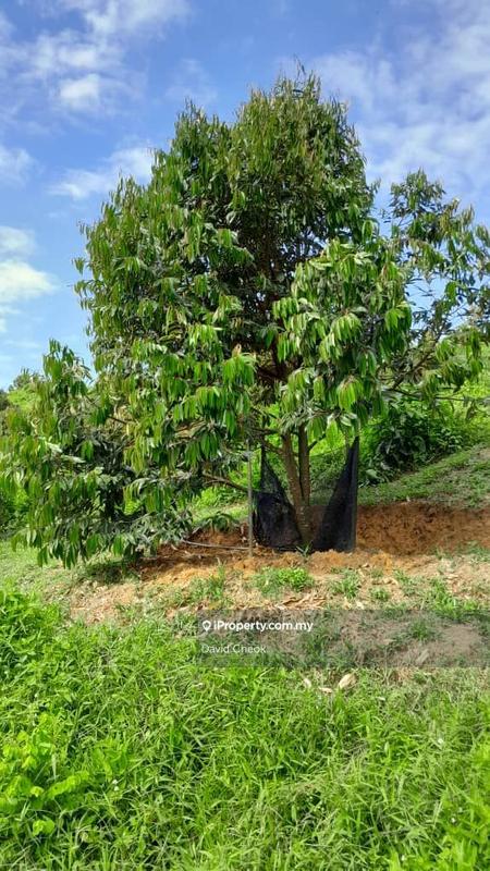 Agricultural Land for Sale in Near Kampung Semebok, Rembau by David Cheok - iProperty.com.my