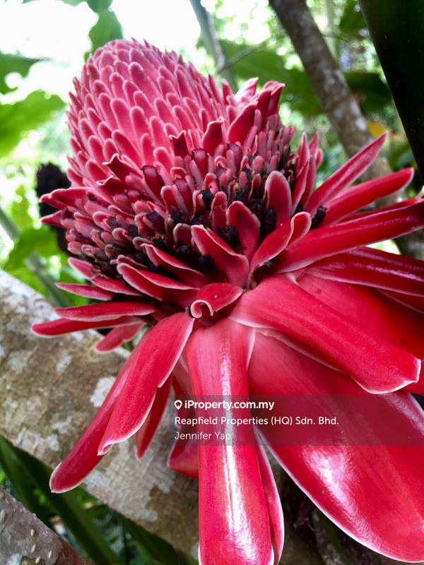 Residential Land for Sale in Janda Baik, Bentong by Jennifer Yap - Be in nature to find beauty everywhere. - iProperty.com.my