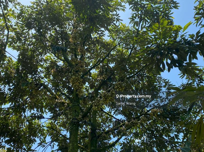 Tanah Pertanian untuk Dijual di Bandar Tras, Raub oleh Santo Wang - iProperty.com.my