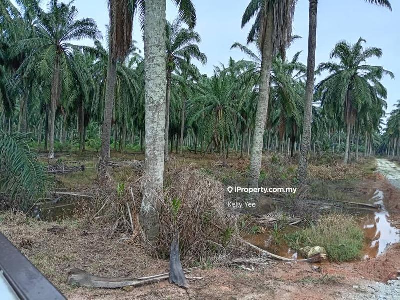 Agricultural Land for Sale in Changkat, Nibong Tebal by Kelly Yee - iProperty.com.my