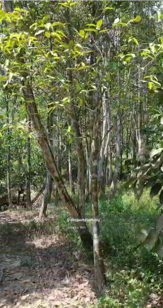 For Sale - Agar wood estate