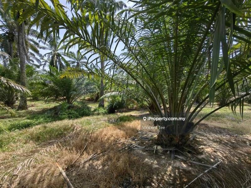 Agricultural Land for Sale in Kampung Baru Kemayan, Triang by Vincent Tee - iProperty.com.my
