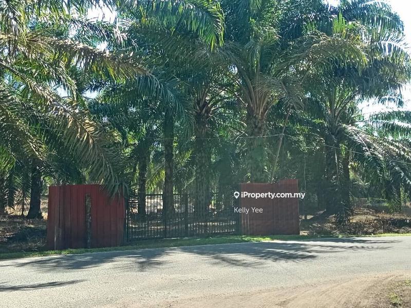 Tanah Pertanian untuk Dijual di Bukit Teh, Bukit Mertajam oleh Kelly Yee - iProperty.com.my