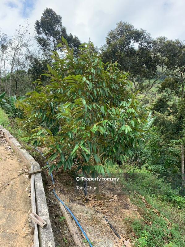 Tanah Pertanian untuk Dijual di Raub, Pahang oleh Tony Chun - iProperty.com.my