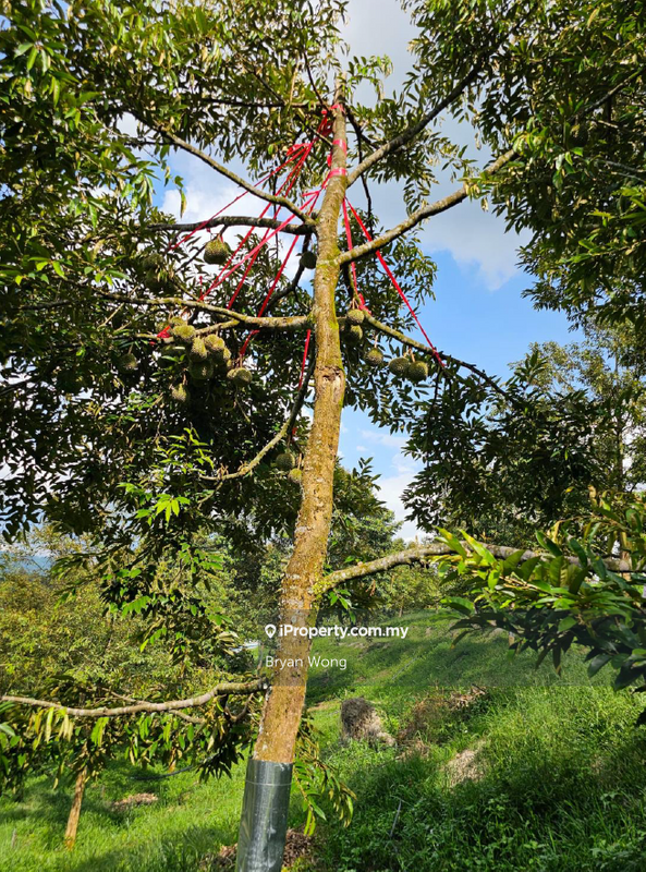 Tanah Pertanian untuk Dijual di Kampung Sungai Makau, Hulu Langat oleh Bryan Wong - iProperty.com.my