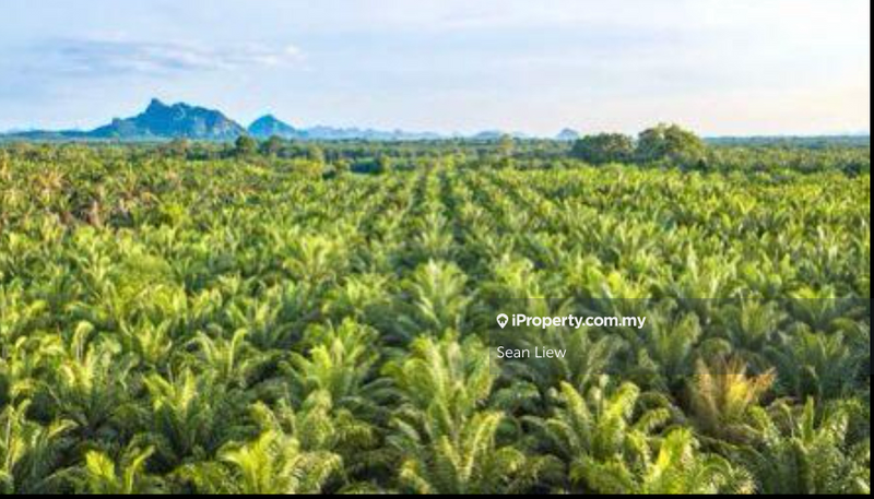 Agricultural Land for Sale in Kuala Pilah, Negeri Sembilan, Kuala Pilah by Sean Liew - iProperty.com.my
