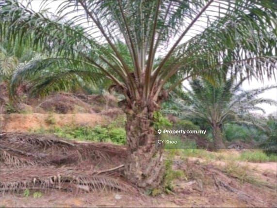 Tanah Pertanian untuk Dijual di Taman Gua Musang, Gua Musang oleh CY Khoo - iProperty.com.my