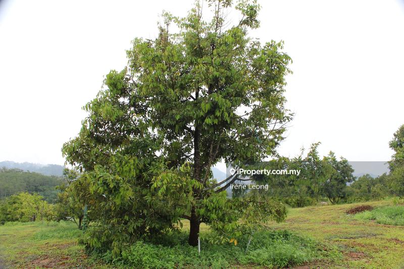Agricultural Land for Sale in Kampung Selandar, Selandar by Irene Leong - iProperty.com.my