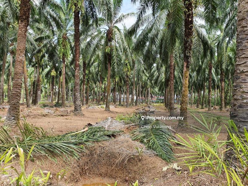 For Sale - Lekir Sitiawan Perak Tengah