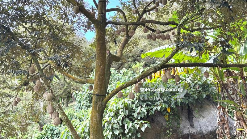 Tanah Pertanian untuk Dijual di Sungai Klau, Raub oleh Damon Wong - iProperty.com.my