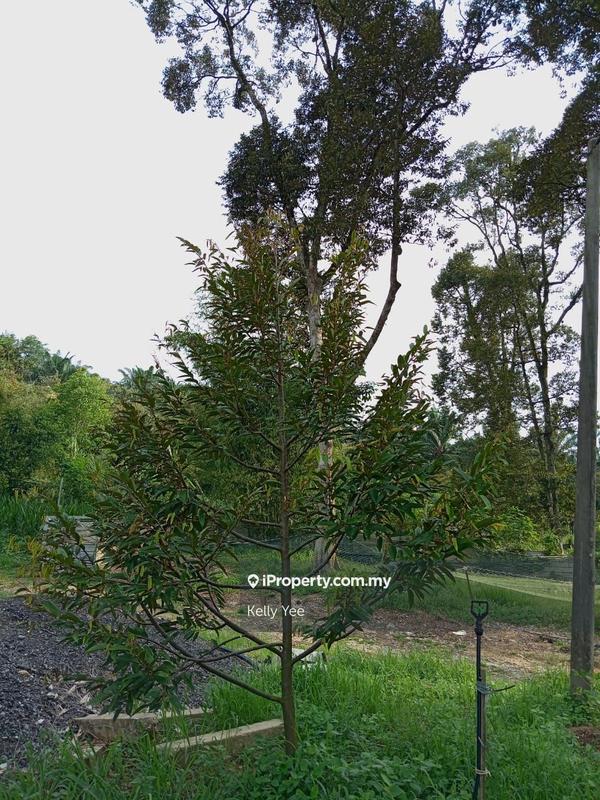 Tanah Pertanian untuk Dijual di Durian Orchard Farm @ Machang Bubok for Sale, Bukit Mertajam oleh Kelly Yee - iProperty.com.my