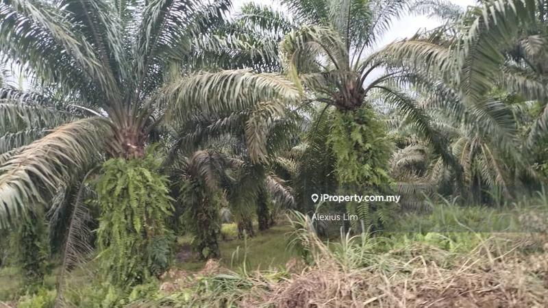 Tanah Pertanian untuk Dijual di Pontian, Johor oleh Alexius Lim - iProperty.com.my