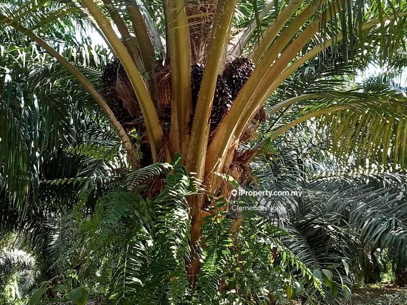 Agricultural Land for Sale in Slim River, Perak by Clemence Ngew - iProperty.com.my