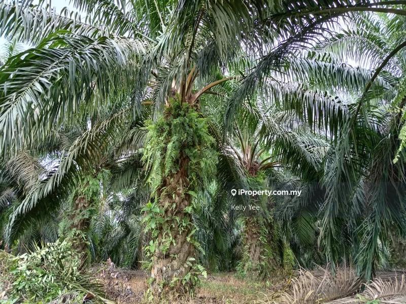 For Sale - Palm Oil Plantation Along Jalan Kulim - Baling for Sale
