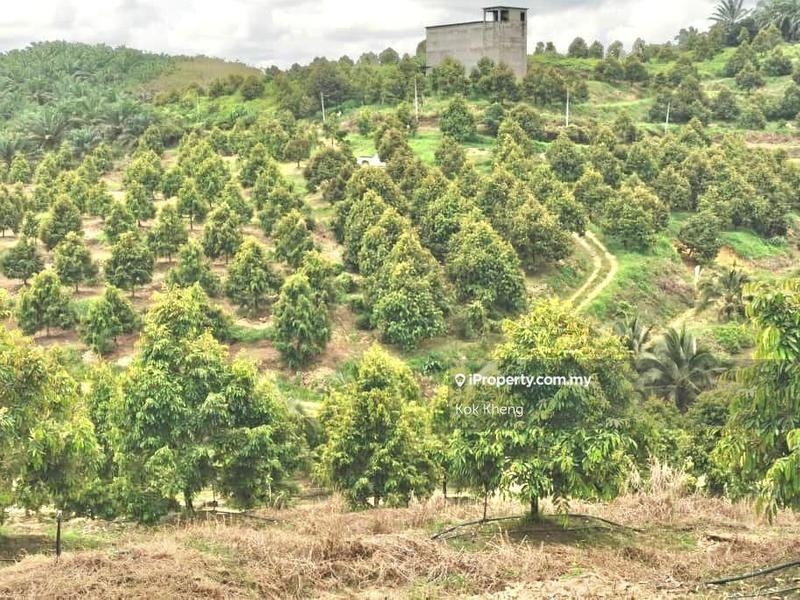 For Sale - Jerantut Pahang 12 Acres Musang King Durian Orchard Land For Sale