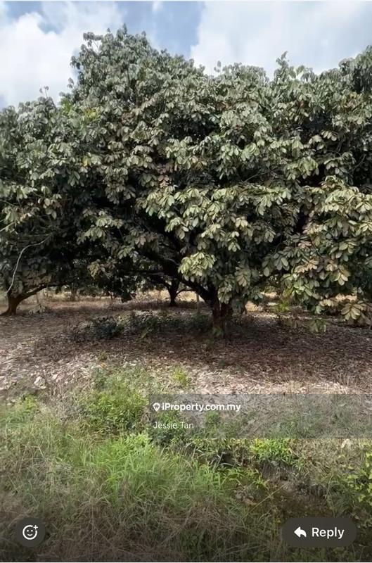 Tanah Pertanian untuk Dijual di Pekan Nanas, Johor oleh Jessie Tan - iProperty.com.my