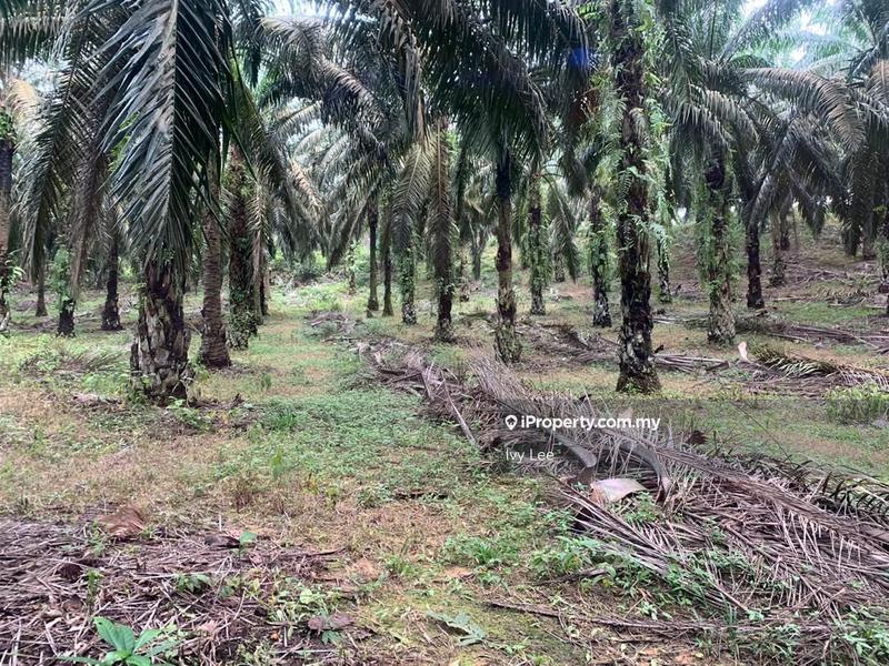 Agricultural Land for Sale in Senai, Johor by Ivy Lee - iProperty.com.my