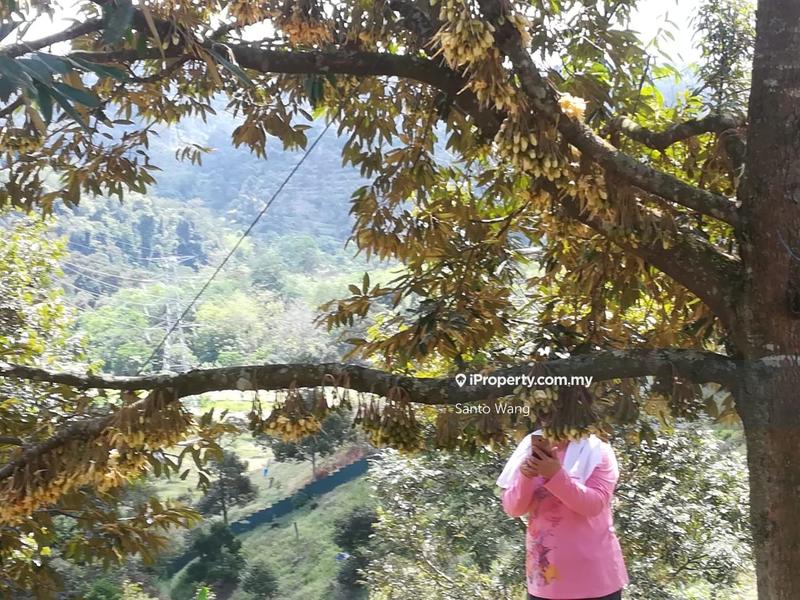 Tanah Pertanian untuk Dijual di Bandar Tras, Raub oleh Santo Wang - iProperty.com.my