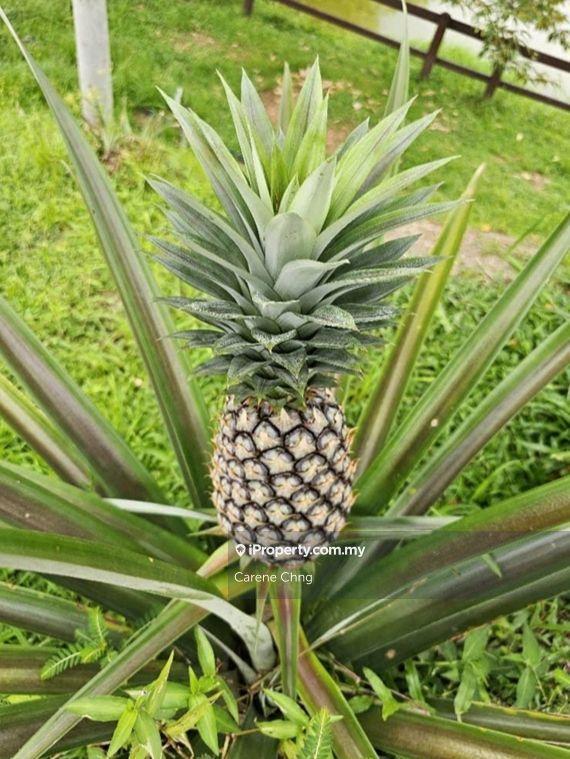 Agricultural Land for Sale in Hulu Langat, Selangor by Carene Chng - iProperty.com.my