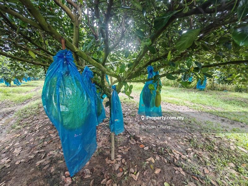 Agricultural Land for Sale in Kampung Baru Pokok Sena, Pokok Sena by Winson Chong - iProperty.com.my