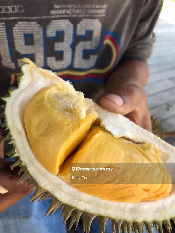 Agricultural Land for Sale in Nibong Tebal, Penang by Kelly Yee - iProperty.com.my
