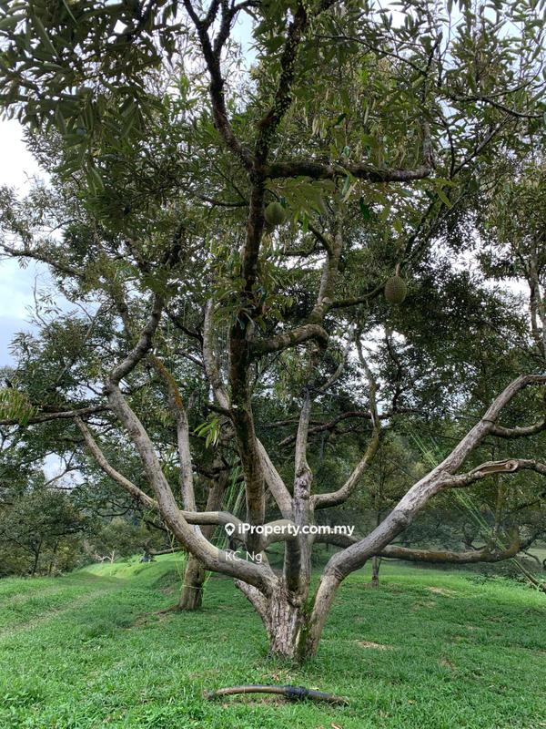 Agricultural Land for Sale in Raub, Raub by KC Ng - iProperty.com.my