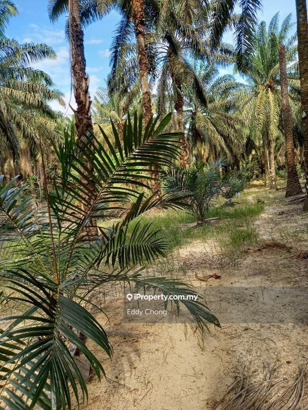 Tanah Pertanian untuk Dijual di Sri Lalang, Kluang oleh Eddy Chong - iProperty.com.my