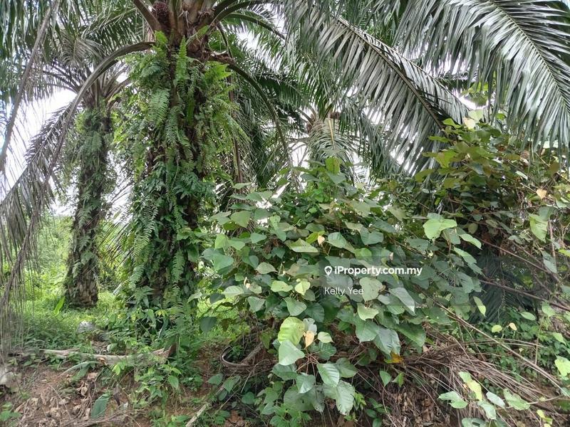 Agricultural Land for Sale in Palm Oil Plantation Along Jalan Kulim - Baling, Kulim by Kelly Yee - iProperty.com.my