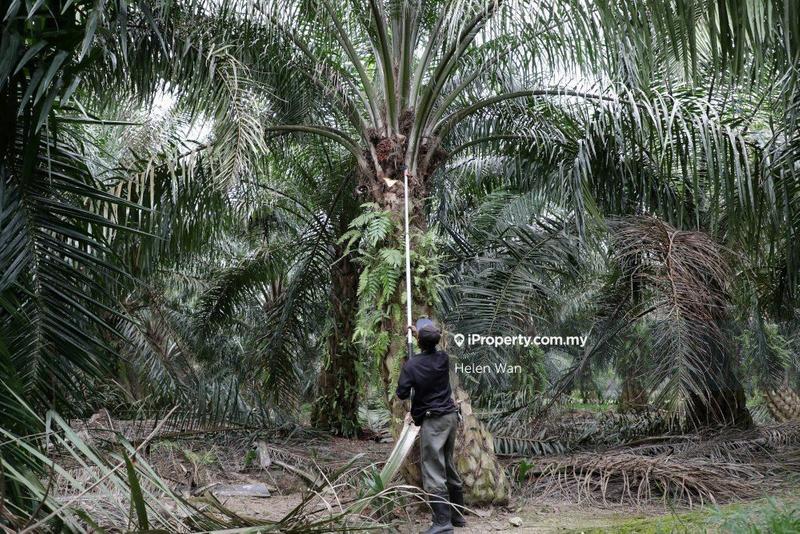 Agricultural Land for Sale in Kampung Baru Sungai Pelek, Sepang by Helen Wan - iProperty.com.my