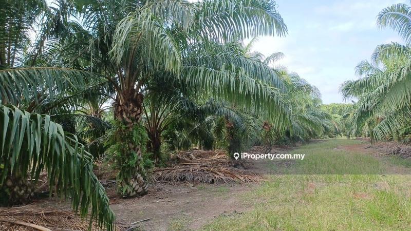 For Sale - Sungai Yu