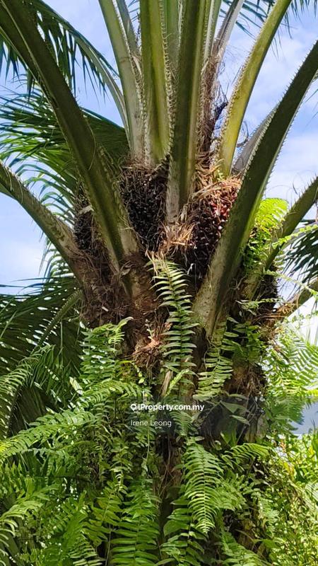 Agricultural Land for Sale in Kampung Jambu Rias, Sabai by Irene Leong - iProperty.com.my