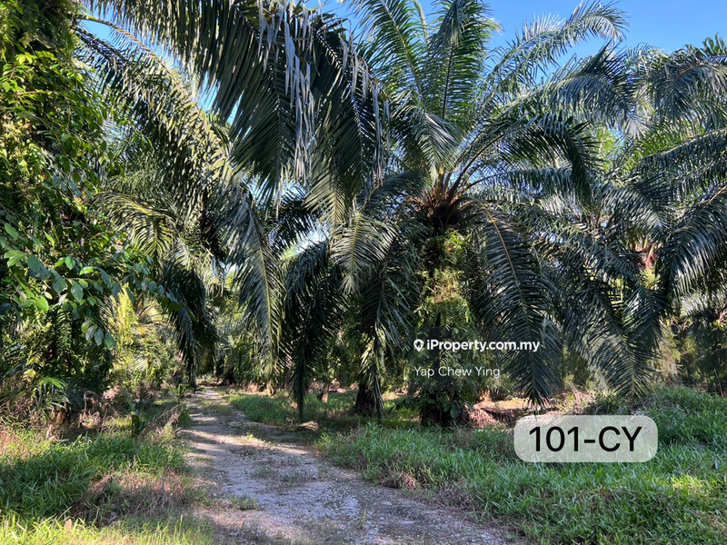 Agricultural Land for Sale in Kampung Sijangkang, Telok Panglima Garang by Yap Chew Ying - iProperty.com.my