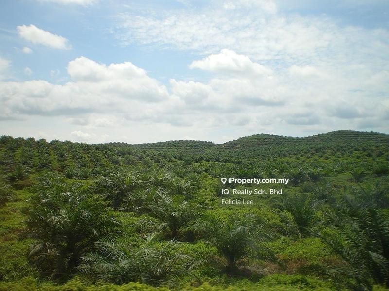 For Sale - Oil Palm Plantation